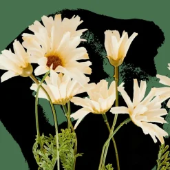 Best Sale CASA INDI Ramo Fiorito Crema