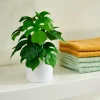Best CASA MONSTERA Pianta Vari Colori