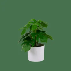 Best CASA MONSTERA Pianta Vari Colori
