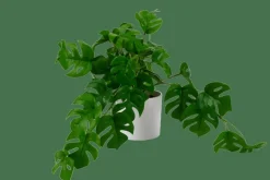 Flash Sale CASA MONSTERA Pianta Vari Colori, Bianco, Verde