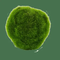 New CASA MOSS Sfera Di Muschio Verde