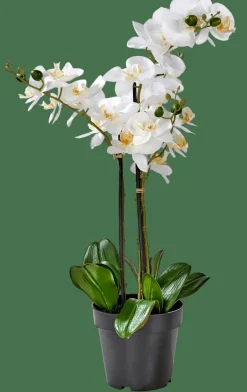 Outlet CASA ORCHID Orchidea In Vaso Bianco