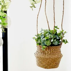 Outlet CASA TERRA Pianta In Vaso Bianco, Verde
